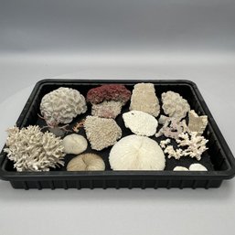 Group Of Coral And Seaweed