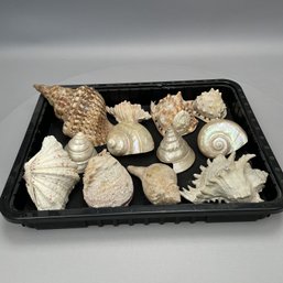 Twelve Large Seashells