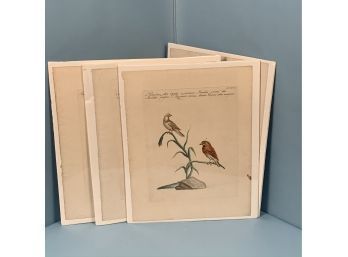 Four 18th C. Hand Colored Ornithological Plates - By Saverio Manetti