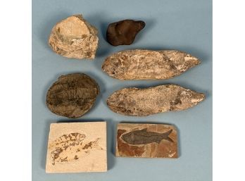 Stone Lot With Fossils