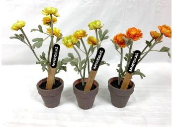 3 Pots Of Ranunculus Flowers