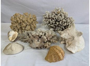 Lot Of Large Corals And Shells
