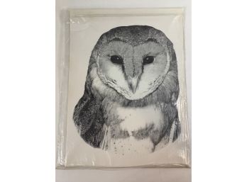 Wildlife Sketch Of Owl By Albert J. Casson