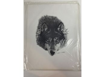 Wildlife Sketch Of Wolf Signed By Albert J. Casson