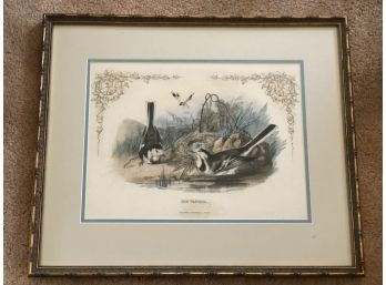 (E-6) ANTIQUE FRAMED BIRD PRINT - 'THE WAGTAIL' 17' BY 20'