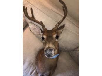 (A-1) MOUNTED TAXIDERMY DEER HEAD - 34' TALL BY 12' WIDE
