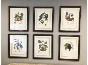 (6) SET OF 6 FRAMED PRINTS -FRUIT THEMED-EACH MEASURES APPROX.20'X24'