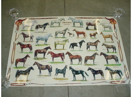 Laminated Horse Breed Poster, 1982, Italy, 38'x 27'  (1169)