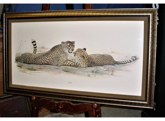 Large Framed Print, 'Cheetah', Richard Evens Younger, 1972, 46'x 26'   (122)