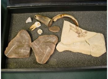Fish And Leaf Fossils, Antler Pendant, Claw, More In Box  (113)