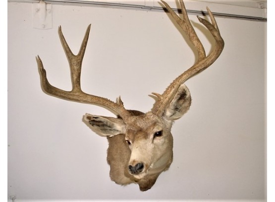 Deer Mount  (152)