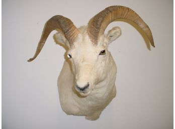 Sheep Mount   (145)