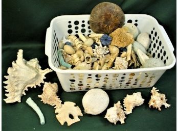 Basket Of Assorted Sea  Shells And More  (68)