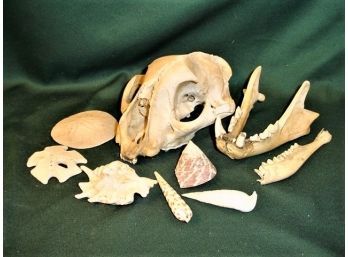 Skulls & Shells, Sanddollars  (98)