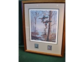 Framed Duck Print By Maass  W/Ducks Unlimited Stamps, 20'x 26'   (246)