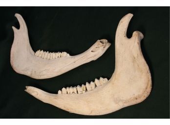 Bovine Jaw Bones WithTeeth   (245)