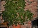 Live Potted Fiscus Tree, 20' Dia. Clay Pot, About 6' Tall    (1063)
