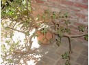 Mature Jade Plant And Soil In Clay Pot  (1024)