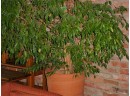 Live Potted Fiscus Tree, 20' Dia. Clay Pot, About 6' Tall    (1063)