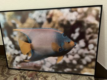 Lot Of Two Framed Underwater Photography