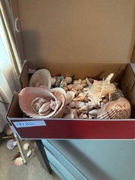 Shell Seashells Natural Sand Dollar