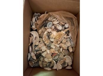 Large Box Lot Of Seashells