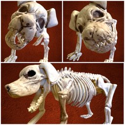 3 Dog Skeletons