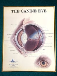 The Canine Eye, The Butler Company, All Animal Eye Clinic