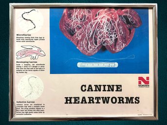 Canine Heartworms