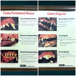 Canine Mouth, Teeth,gum Disease