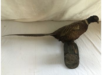 Antique Pheasant Taxidermy