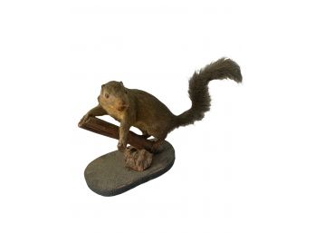 Taxidermy Squirrel From 1930's
