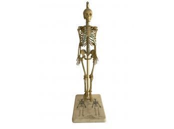 Human Skeleton Functional Model, The John Hopkins Press Baltimore 18 Maryland, Vintage Medical