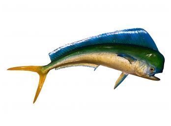 Taxidermy Mahi-mahi Yellow & Blue Fish