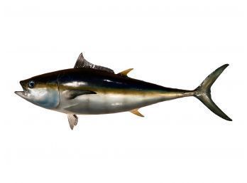 Taxidermy Tuna Fish