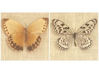 Preserved Butterflies In A 3D Mat Frame