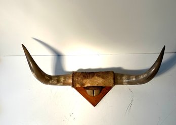 Exceptional Mounted Bullhorns - 31 Inches Tip To Tip