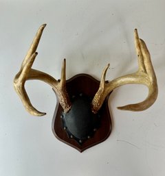 Wall Mounted Antlers - 17 Inch Wide - 12 Deep - 16 Inches Tall