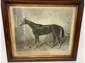 Early Print Of British Thoroughbred Kettledrum - 23x27