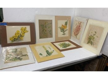 Eight Flora Matted Prints
