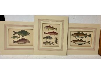 Three Matted Fish Prints