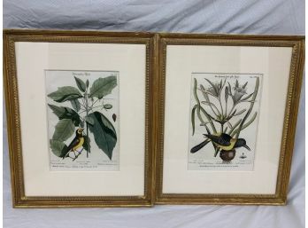 2 Catesby Bird Prints