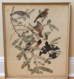 Audubon's Watercolors Pl. 127, Rose-Breasted Grosbeak