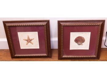 A Pair Of Nautical Framed Art - Star Fish And Sea Shell -