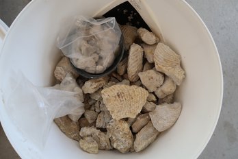 Large Lot Of Fossils From Texas
