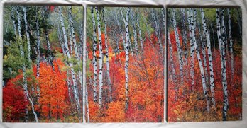 Maples Aglow Large Triptych Photo Art