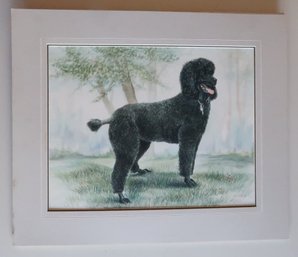 Watercolor Portrait Of A Poodle By Gail Dolphin