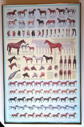 Vintage Horse Poster Signed By Original Artist Sam Savitt