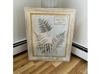 Framed Fern Print (as Is)
