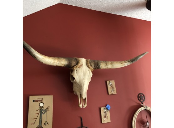 Large Cattle Skull With Horns
